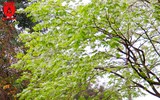 Hà Nội đẹp dịu dàng trong sắc trắng hoa sưa